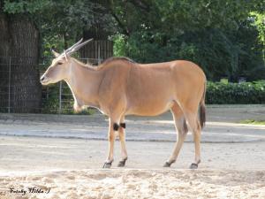 Berliner Zoo