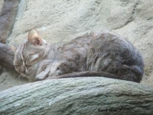 Berliner Zoo 1