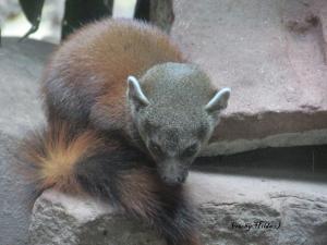 Berliner Zoo 10