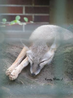 Berliner Zoo 11