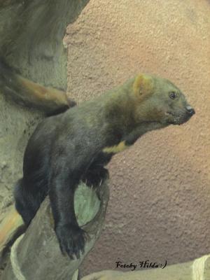 Berliner Zoo 12