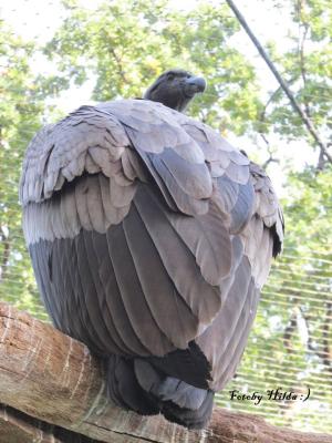Berliner Zoo 13