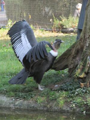 Berliner Zoo 14