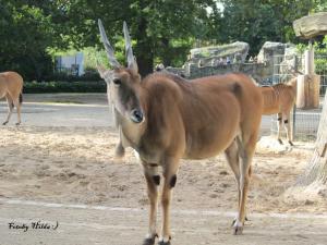 Berliner Zoo 15