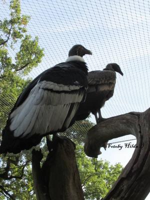 Berliner Zoo 16