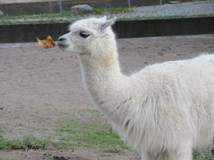 Berliner Zoo 17