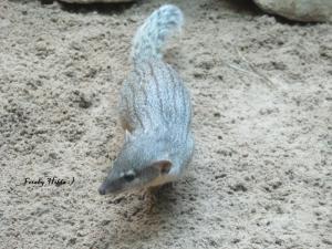 Berliner Zoo 18