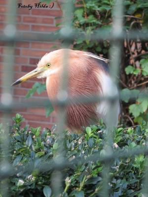 Berliner Zoo 19