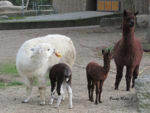 Berliner Zoo 20