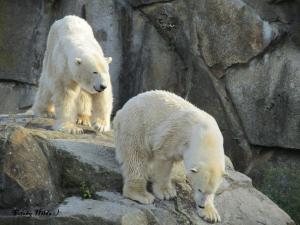 Berliner Zoo 3