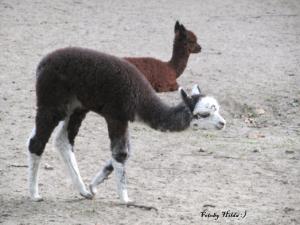 Berliner Zoo 4
