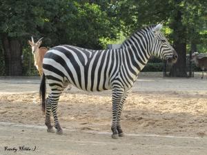 Berliner Zoo 5