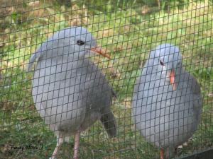 Berliner Zoo 7