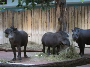 Berliner Zoo 8