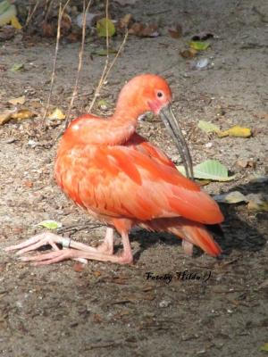 Berliner Zoo 9