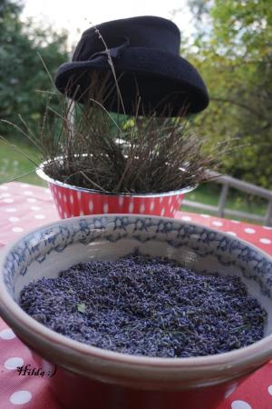 Lavendel