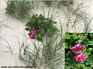 Sylt3