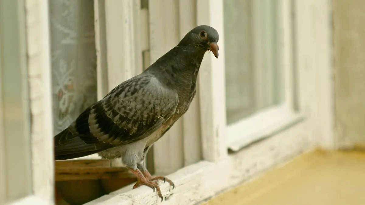 Tauben in der Stadt: Was sie symbolisch und biologisch bedeuten